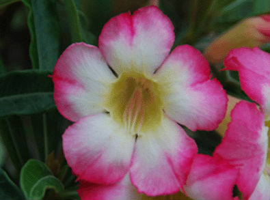 (image for) Adenium Obesum \'Mei Ju Feng\' x 5 Seeds